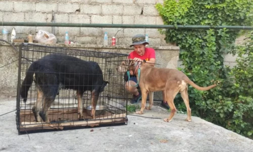 «Save A Greek Stray»: Εκκενώθηκε επιτυχώς το καταφύγιο ζώων